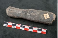 Foto (Seitenansicht) von Calamites sp.  (NHMW-GEO-2024-0188-11164)
